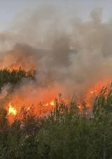 Adana'da Orman Yangını