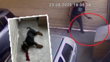 Ankara'da korkun&ccedil; bir olay! Komşu esnaf, k&ouml;peğini tabancayla vurdu