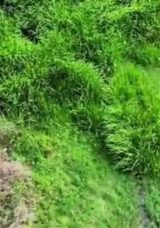 Arnavutk&ouml;y'de Alibey Deresi'ndeki Kirlilik Endişeleri Artıyor