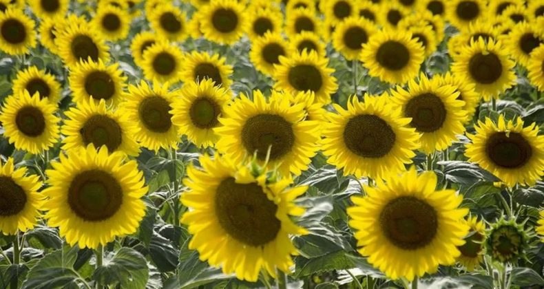 Ayçiçeği Ön Alım Fiyatı Açıklandı