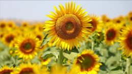 Ayçiçeği Tohumu ve Yağında Gümrük Vergileri Yeniden Düzenlendi