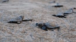 Bakan Kurum: 40 bin 285 yavru kaplumbağamızı denizle buluşturduk