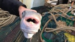 Balon Balığı Avcılığına Yönelik Destekleme Tutarları Artırıldı