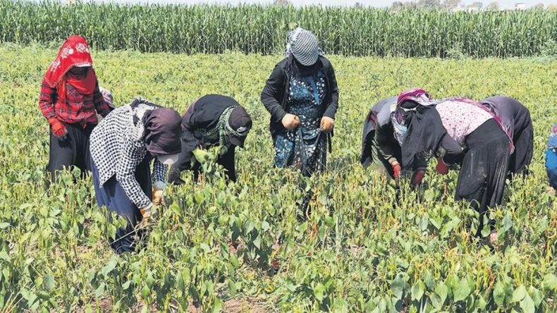 Barajlar Boşaldı, Tarlalar Susuz Kaldı
