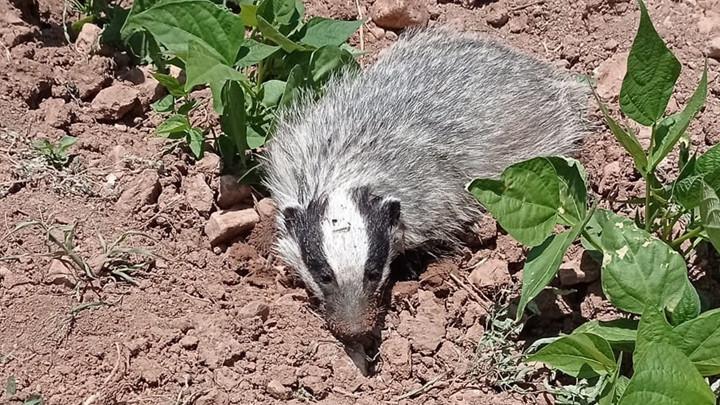 Batman'da Görüntülenen Avrasya Porsuku Nesli Tehdit Altında