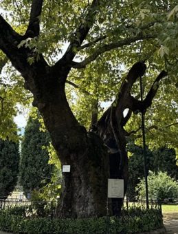 Bir Asır Değil, Neredeyse Bin Yıl! Kocaeli’nin Yaşayan Anıtı Şaşırtıyor