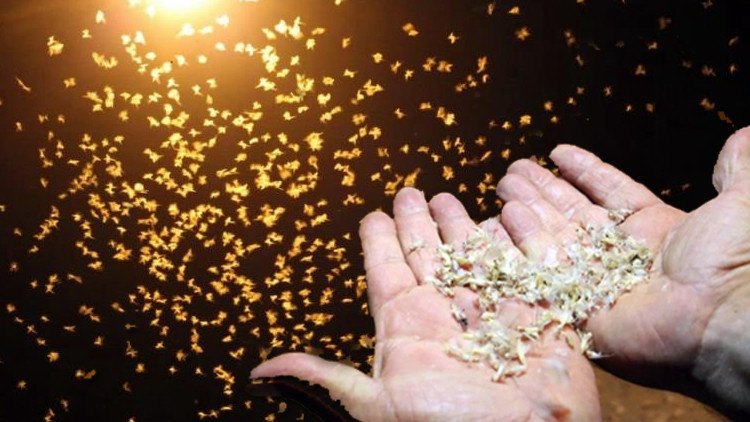 Bir ilimizde kar yağıyor sanıldı ama gerçek bambaşka çıktı: 'Ölüm dansı' gerçekleşti