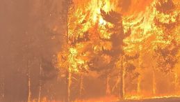 Bolu’da Orman Yangını Nedeniyle Bir Şüpheli Tutuklandı