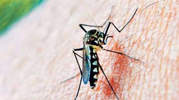 &Ccedil;in'de Sivrisinek Kaynaklı Vaka Sayısı 7 Bini Ge&ccedil;ti