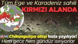 Chikungunya Ateşi Yayılıyor: Ege ve Karadeniz Sahilleri Tehlikede!
