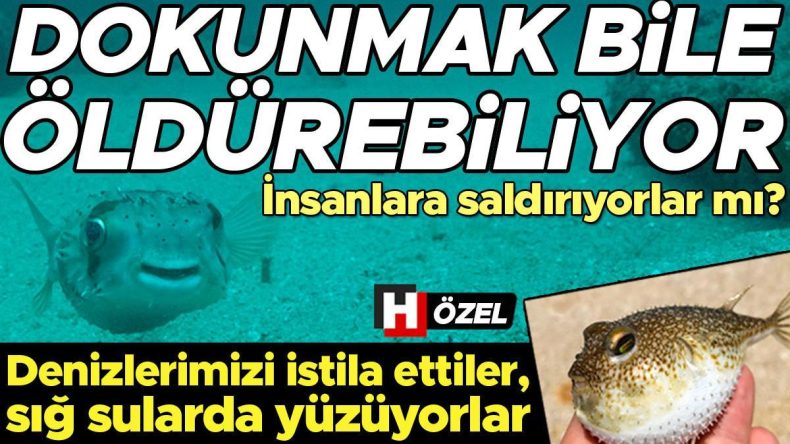 Denizlerimizi Iskala Eden Tehlike: Balon Balıkları!