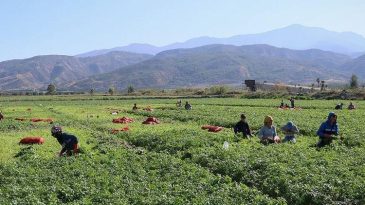 DMM'den Mevsimlik Tarım İş&ccedil;ilerine Sağlanan Destekler Hakkında A&ccedil;ıklama