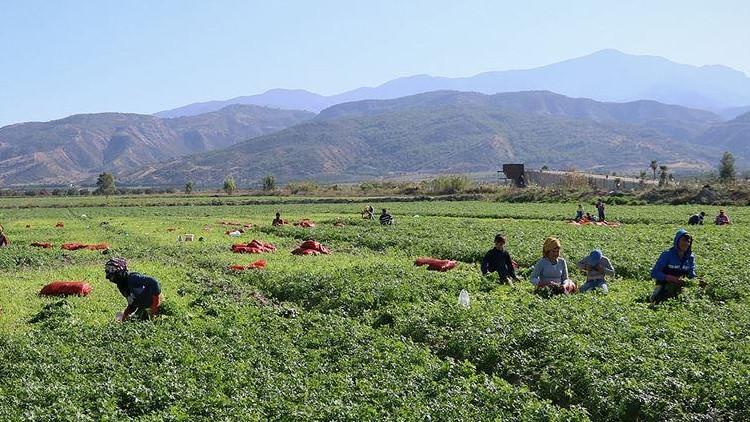DMM'den Mevsimlik Tarım İşçilerine Sağlanan Destekler Hakkında Açıklama