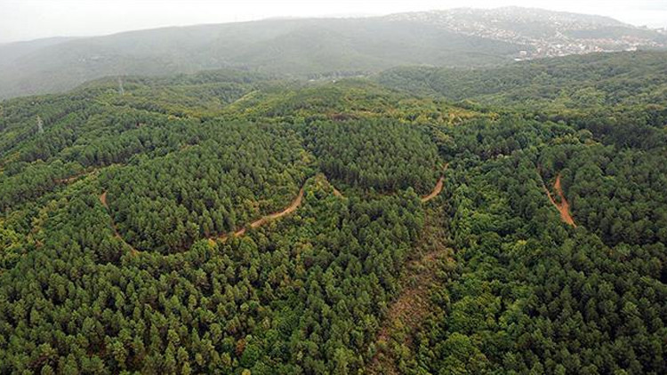 DMM’den ‘ormanların talan edildiği’ yönündeki iddialara yalanlama