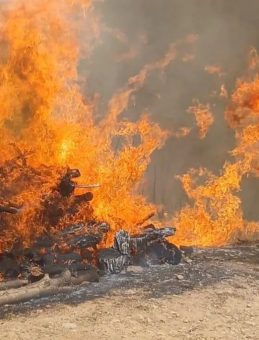 Doğanyol'da Yeni Orman Yangını Başladı