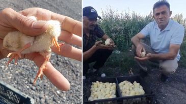 D&ouml;rt Ayaklı Civciv Herkesi Şaşırttı