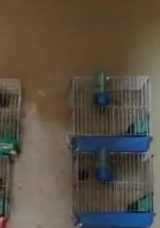 Evinde Saka Kuşu Bulunan Kişiye 151 Bin 200 Lira Ceza Kesildi