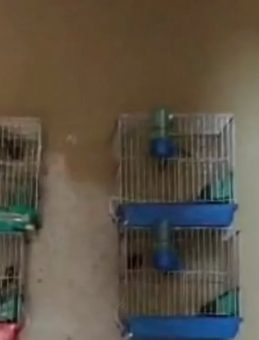 Evinde Saka Kuşu Bulunan Kişiye 151 Bin 200 Lira Ceza Kesildi