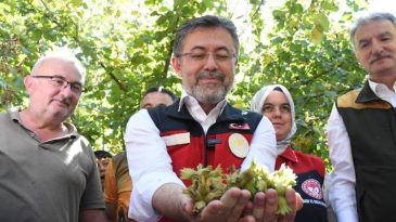 Fındık Hasadına Katılan Bakan Yumaklı: "Fındıkta D&uuml;nyada Birinciyiz"