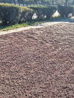 Fındık Nöbeti
