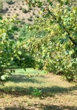 Fındık Toplarken U&ccedil;urumdan D&uuml;şen Anne Hayatını Kaybetti, Oğul Yaralandı
