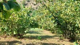 Fındık Toplarken Uçurumdan Düşen Anne Hayatını Kaybetti, Oğul Yaralandı