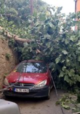 Fırtına İstanbul&rsquo;da Ağa&ccedil;ları ve Direkleri Yan Yatırdı, Vatandaşlara Zor Anlar Yaşattı