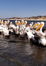 Frig Vadisi'ndeki Porsuk Baraj G&ouml;l&uuml; Pelikanlara Ev Sahipliği Yapıyor