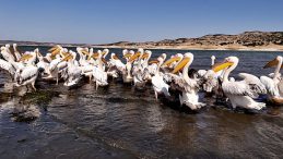 Frig Vadisi'ndeki Porsuk Baraj Gölü Pelikanlara Ev Sahipliği Yapıyor