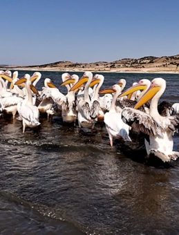 Frig Vadisi'ndeki Porsuk Baraj Gölü Pelikanlara Ev Sahipliği Yapıyor