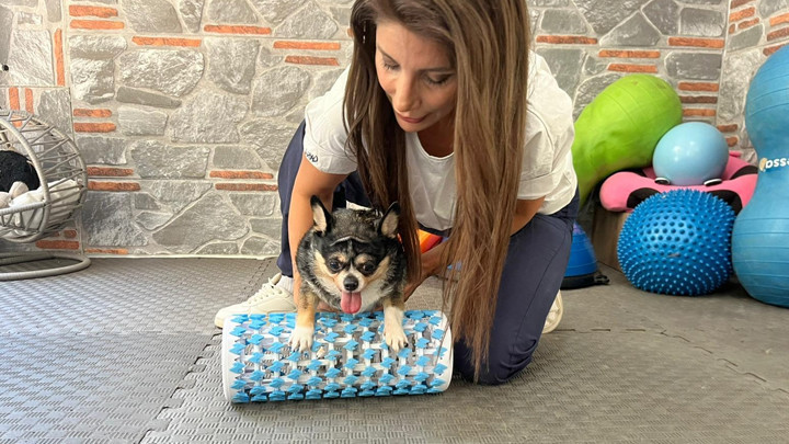 Görme Engelli Obez Köpek 'Mia', Pilates ve Yüzmeyle Kilo Veriyor!