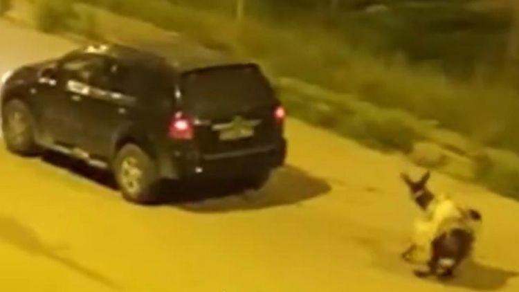 Görüntüler Sosyal Medyada Gündem Oldu! Eşeğe Eziyet Edenler Cezasız Kalmadı!