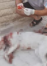 Hamile Sokak K&ouml;peğine Av T&uuml;feği ile Saldırı: Ş&uuml;pheli Tutuklandı