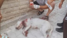 Hamile Sokak Köpeğine Av Tüfeği ile Saldırı: Şüpheli Tutuklandı
