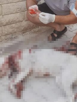 Hamile Sokak Köpeğine Av Tüfeği ile Saldırı: Şüpheli Tutuklandı