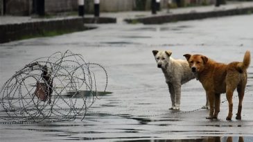 Hindistan&rsquo;da Sahipsiz K&ouml;pekler İ&ccedil;in Yeni D&uuml;zenleme: Barınaklara Yerleştirilecekler