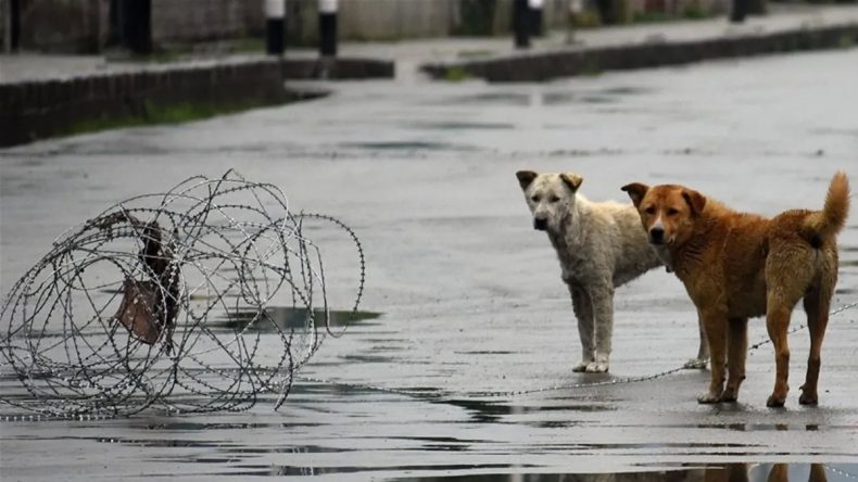 Hindistan’da Sahipsiz Köpekler İçin Yeni Düzenleme: Barınaklara Yerleştirilecekler