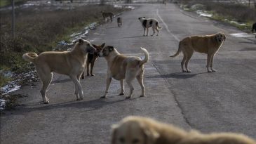 İstanbul Valiliği'nden Belediyelere Sokak Köpeği Uyarısı