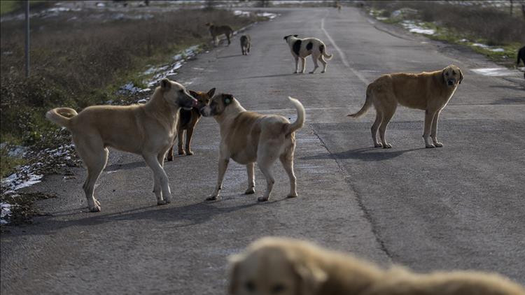İstanbul Valiliği'nden Belediyelere Sokak Köpeği Uyarısı