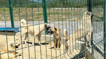 İstanbul Valiliği'nden &Ouml;nemli Uyarı: K&ouml;pekler Toplanıyor