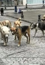 İzmir'de K&ouml;pekten Ka&ccedil;arken Otomobilin &Ccedil;arpması Sonucu Kadın Hayatını Kaybetti