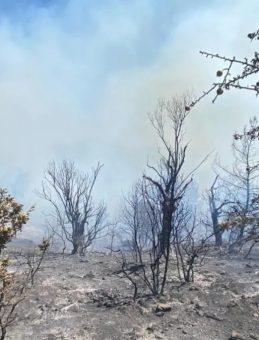 İzmir'de Ormanlık Alanda Yangın: Havadan ve Karadan Müdahale Başladı