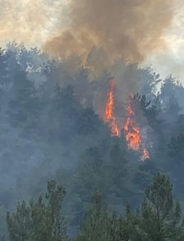 Karabük'te Orman Yangını: Müdahale Devam Ediyor!