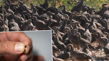 Kekliklerin Keneleri Yemediğine Dikkat &Ccedil;eken A&ccedil;ıklama: Safsata