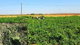 Kilis'te Yoldan Geçenler İçin Karpuz Ekti! Ücretsiz Olarak Herkes Alabiliyor