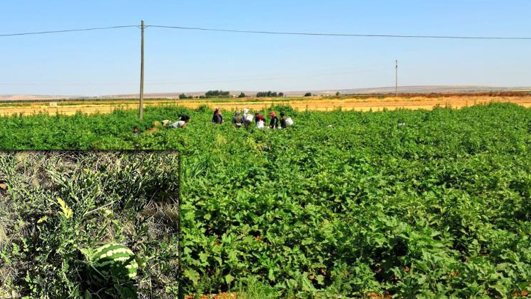 Kilis'te Yoldan Geçenler İçin Karpuz Ekti! Ücretsiz Olarak Herkes Alabiliyor