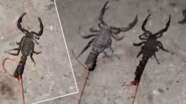 K&ouml;yl&uuml;lerin hayatı kabusa d&ouml;nd&uuml;! Sokaklarda y&uuml;r&uuml;yemez hale geldiler: Korkuyla yaşıyoruz