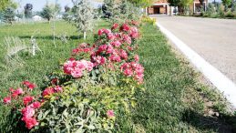 Kutlama Hazırlıkları Tamam… Malazgirt’e 1071’er Çiçek