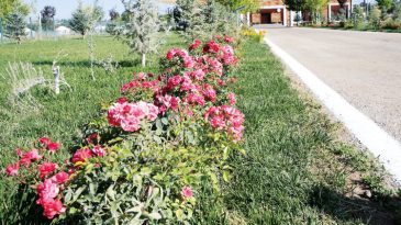 Kutlama Hazırlıkları Tamam… Malazgirt&rsquo;e 1071&rsquo;er &Ccedil;i&ccedil;ek