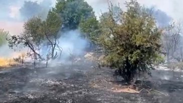 Malatya'da Orman Yangını: Ekipler M&uuml;dahale Ediyor